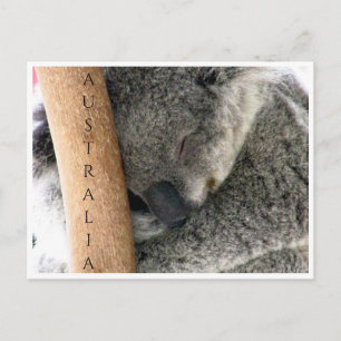 Koala australia postkarte
