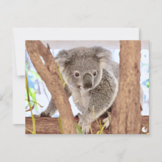 Koala Australien | "Moments, überarbeitet" A6 Post Postkarte