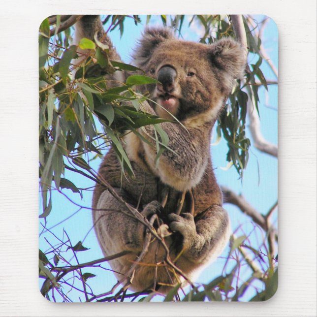 Koala Australien Mousepad (Vorne)