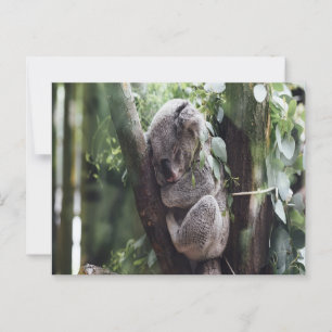 Koala Baby Postcard Postkarte