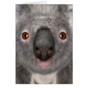 Koala Bär