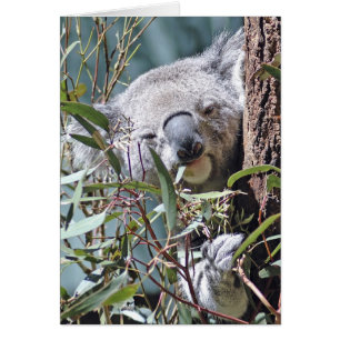 Koala Bär