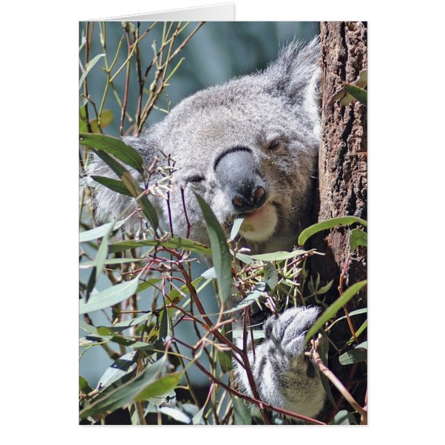 Koala Bär (Vorne)