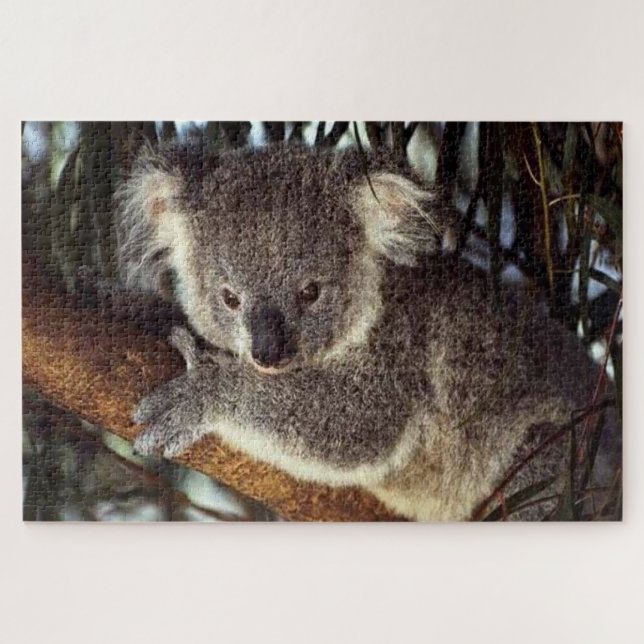 Koala Bär auf einem Baumzweig ist er niedlich. Puzzle (Horizontal)