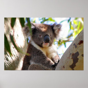 Koala Bär Aussi Safari Frieden Liebe Natur Schicks Poster