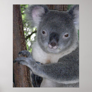 Koala Bär Aussi Safari Frieden Liebe Natur Schicks Poster