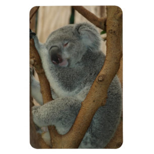 Koala-Bär Aussi Safari-FriedensLiebe-Natur-Schicks Magnet