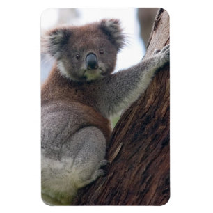 Koala-Bär Aussi Safari-FriedensLiebe-Natur-Schicks Magnet