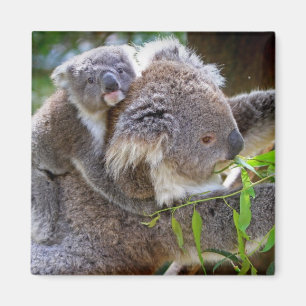 Koala-Bär Aussi Safari-FriedensLiebe-Natur-Schicks Magnet