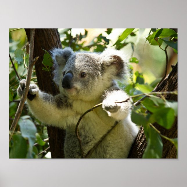 Koala-Bär Australischer Busch Baum Wald klettern Poster (Vorne)