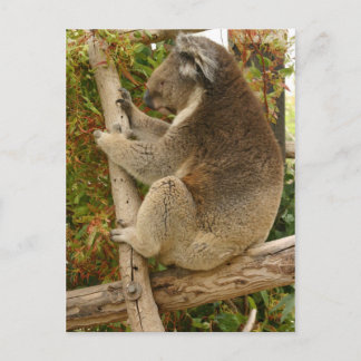 Koala-Bär, der auf einem Baum schläft Postkarte