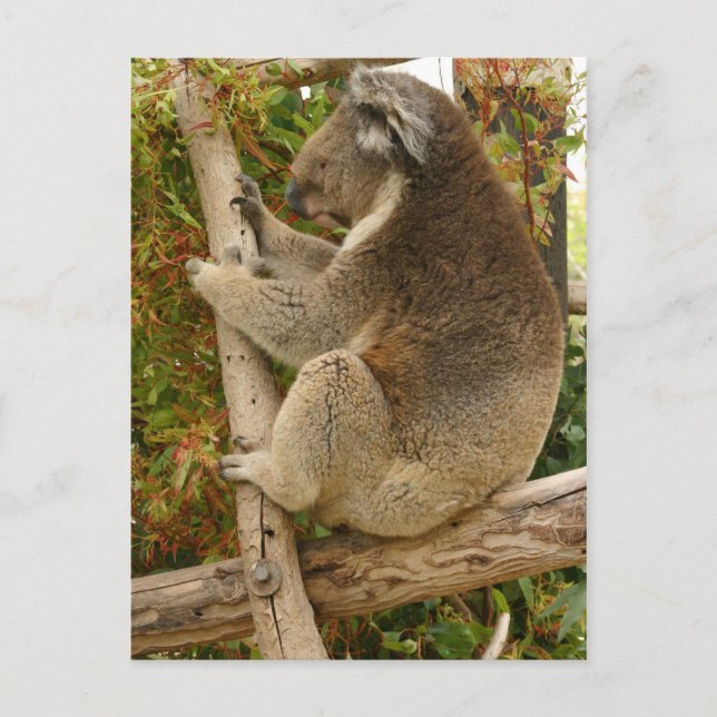 Koala-Bär, der auf einem Baum schläft Postkarte (Vorderseite)