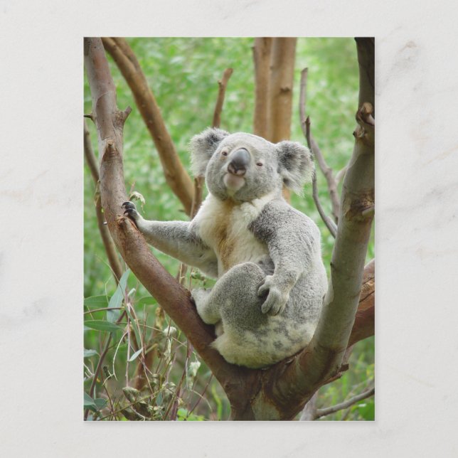 Koala-Bär, der im Zoo von Perth auf dem Baum sitzt Postkarte (Vorderseite)