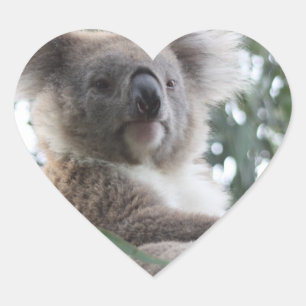 Koala Bar Facts Stickers