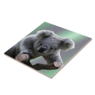 Koala-Bär Fliese