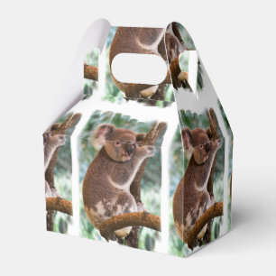 Koala-Bär Geschenkschachtel