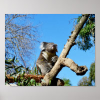 Koala-Bär im alten Baum,
