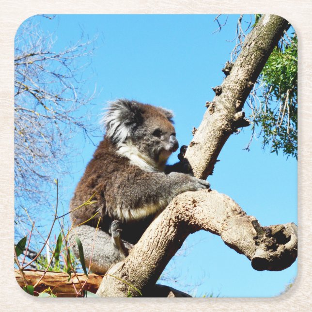 Koala-Bär im alten Kiefernbaum, Rechteckiger Pappuntersetzer (Vorderseite)