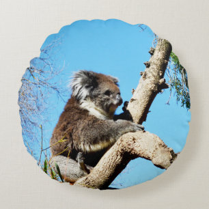 Koala-Bär im alten Kiefernbaum, Rundes Kissen