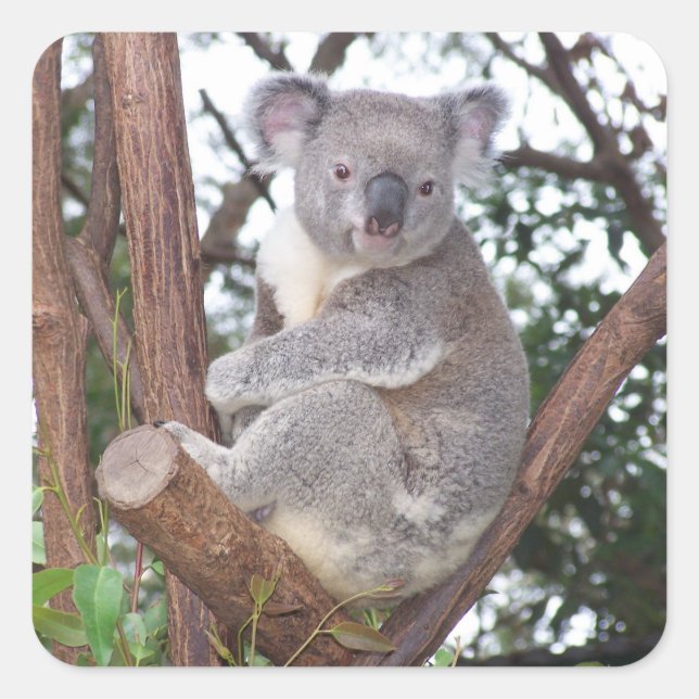 Koala Bär im Baum Quadratischer Aufkleber (Vorderseite)