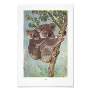 Koala-Bär in der Baumillustration Fotodruck