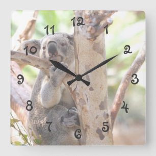 Koala-Bär in einem Baum Quadratische Wanduhr
