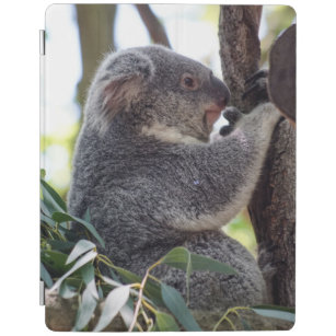 Koala-Bär iPad intelligente Abdeckung iPad Hülle