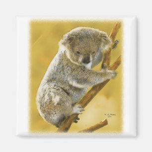 Koala-Bär Magnet