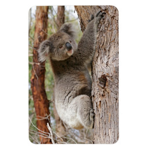 Koala-Bär Magnet