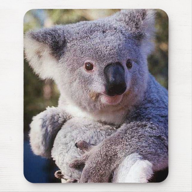Koala-Bär mit einem Koala-Bär Mousepad (Vorne)