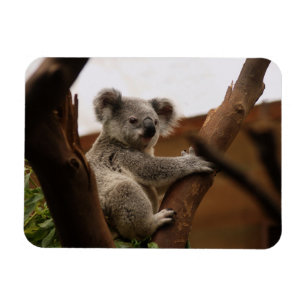 Koala Bär sitzt in Tree, Australien Magnet