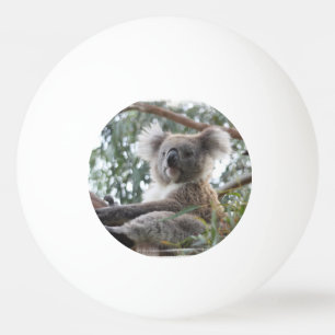 Koala-Bär Tischtennisball