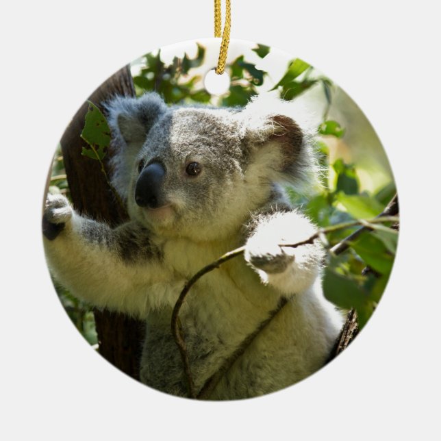 Koala-Bären Aussi Hinterland-Schicksals-Natur Keramik Ornament (Vorne)