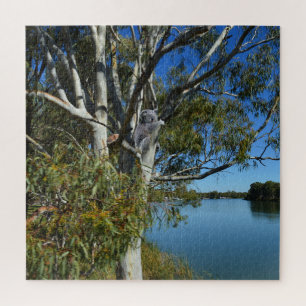 Koala-Bären, die in Gummi-Baum schlafen, Puzzle