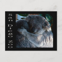 Koala-Bären