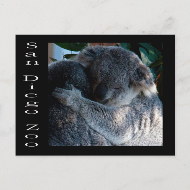 Koala-Bären Postkarte (Vorderseite)