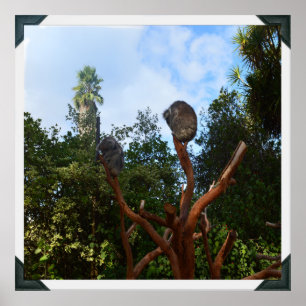 Koala-Bären schlafen in Bäumen, Poster