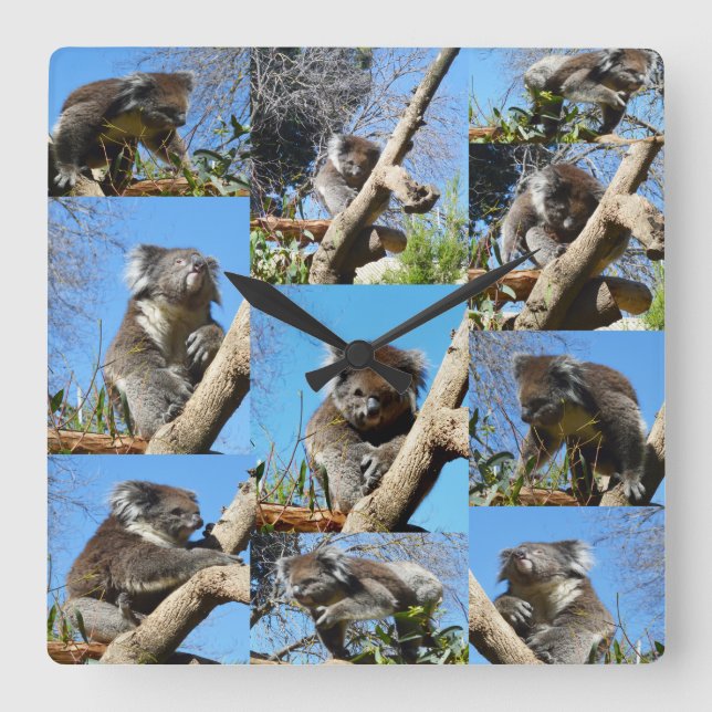 Koala-Bärenfoto-Collage, Quadratische Wanduhr (Vorderseite)