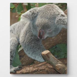 Koala-Bärn-Liebe-Tier-Schicksals-Geschenke Fotoplatte