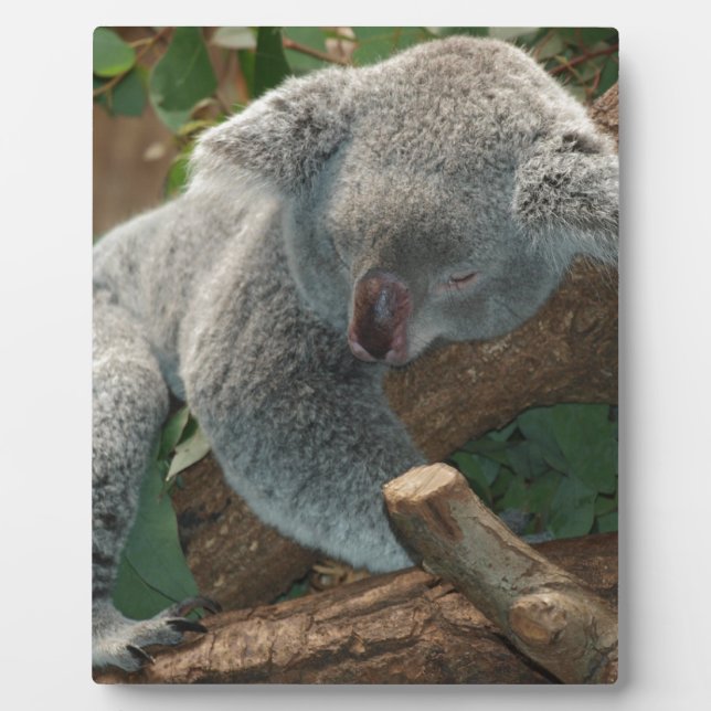 Koala-Bärn-Liebe-Tier-Schicksals-Geschenke Fotoplatte (Vorderseite)