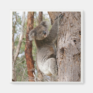 Koala-Bärn-Magnet Magnet