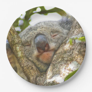Koala-Bärn-Pappteller Pappteller