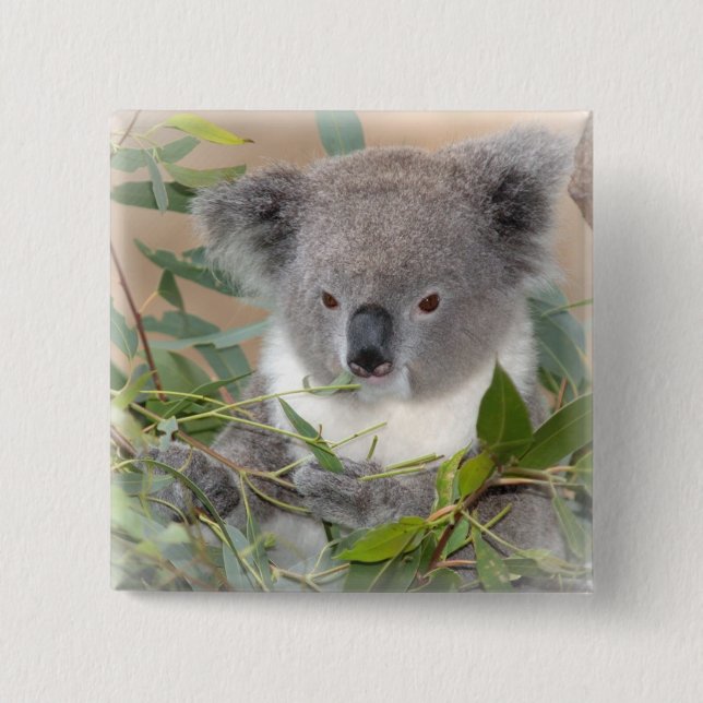 Koala-Bärn-Quadrat-Button Button (Vorderseite)
