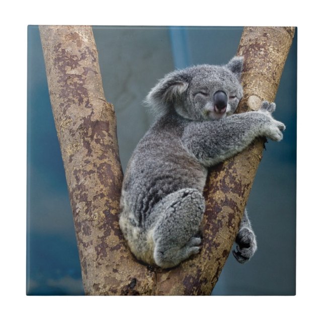 Koala-Bärn-Schlaf, der einen Baum umarmt Fliese (Vorderseite)