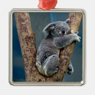 Koala-Bärn-Schlaf, der einen Baum umarmt Silbernes Ornament