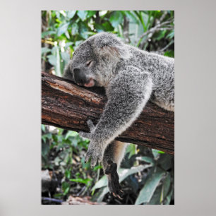 KOALA BÄRSCHLAFEN AUF BAUM POSTER