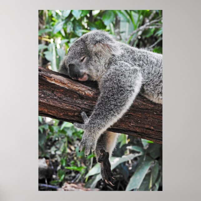 KOALA BÄRSCHLAFEN AUF BAUM POSTER (Vorne)