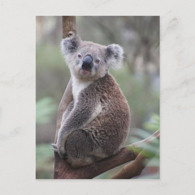 Koala bear Aussie Outback Buschwald Klettern Postkarte (Vorderseite)