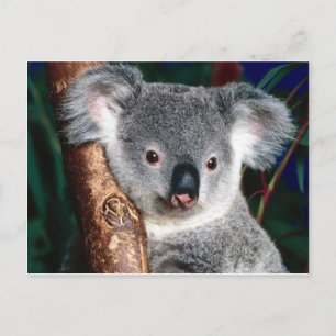 Koala Bear Australia Country Animal Niedlich Postkarte