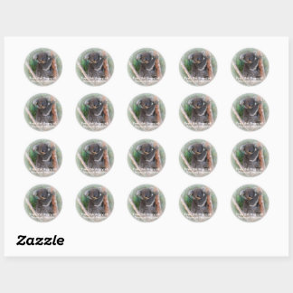 Koala Bear Buchzeichen Sticker